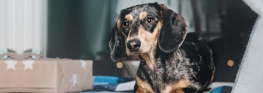 New Patients Welcome, New Hope Animal Hospital, Dallas